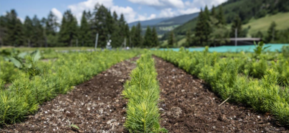 Agevolazioni ai proprietari di boschi per la rimozione del legname schiantato e la riforestazione